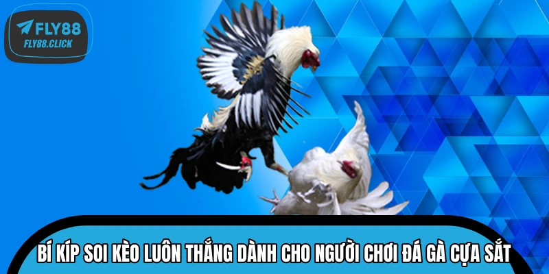 Bí kíp soi kèo luôn thắng dành cho người chơi đá gà cựa sắt