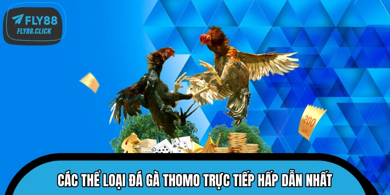 Các thể loại đá gà Thomo trực tiếp hấp dẫn nhất