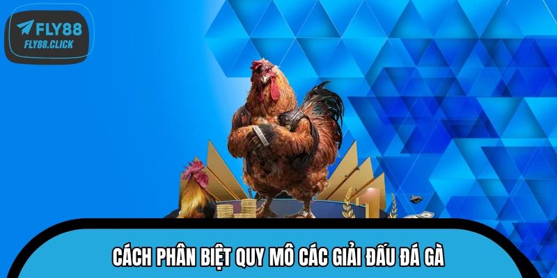 Cách phân biệt quy mô các giải đấu đá gà