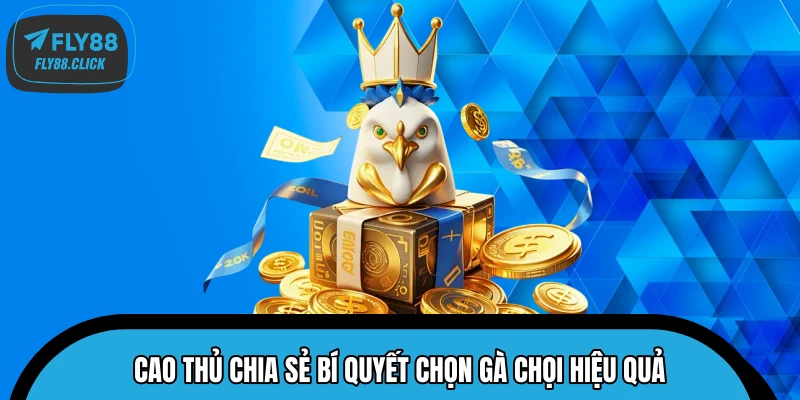 Cao thủ chia sẻ bí quyết chọn gà chọi hiệu quả