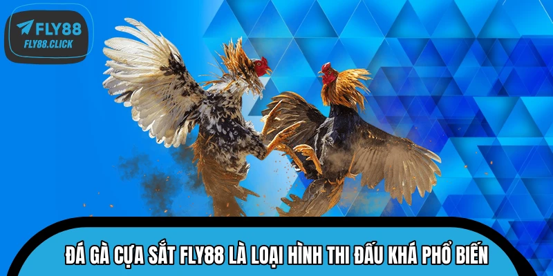 Đá gà cựa sắt FLY88 là loại hình thi đấu khá phổ biến