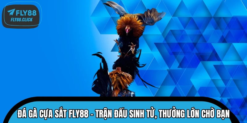 Đá Gà Cựa Sắt FLY88 - Trận Đấu Sinh Tử, Thưởng Lớn Chờ Bạn