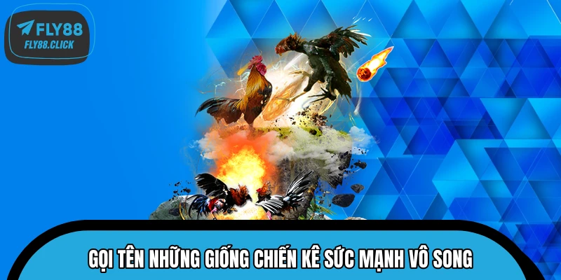 Gọi tên những giống chiến kê sức mạnh vô song