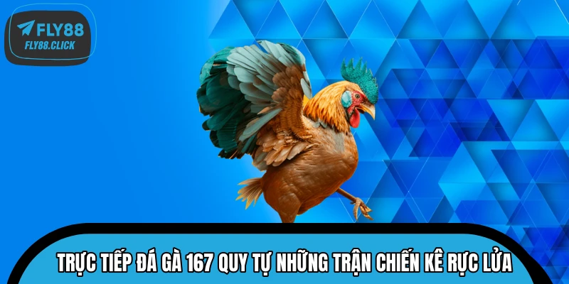 Trực tiếp đá gà 167 quy tự những trận chiến kê rực lửa
