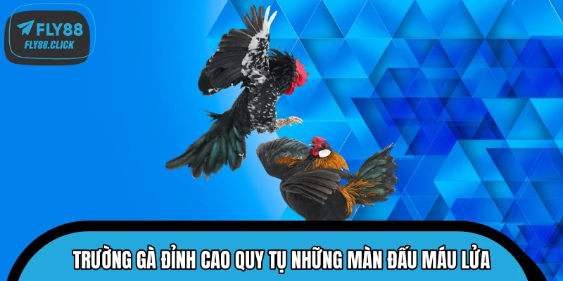 Trường gà đỉnh cao quy tụ những màn đấu máu lửa 