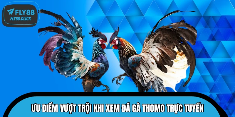 Ưu điểm vượt trội khi xem đá gà Thomo trực tuyến